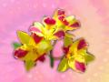 Fondo Orquídes de colores vivos