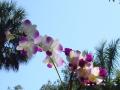 Orquídea Dendrobium blanco y lila