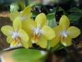 Phalaenopsis - la orquídea más popular