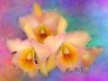 Fondo Orquídeas de color pastel