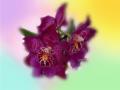 Пурпурная Орхидея