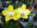 Phalaenopsis amarillo