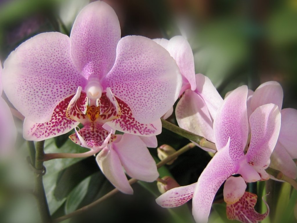 Wallpaper Beautiful Pink Orchid