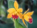 Красива Жълта Орхидея