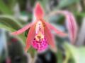 Красива Орхидея