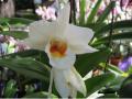 Красивая Белая Орхидея