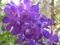 Fondo Orquídea azul