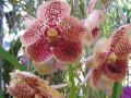 Fondo Orquídea exótica