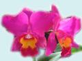 Hot Pink Orchid Wallpaper - 1024x768px