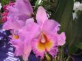 flor de orquídea