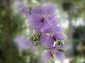 Lilac Orchid Wallpaper - 1024x768px