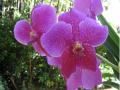 Fondo Orquídea exótica