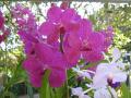 Orquídea Vanda de color rosa-púrpura