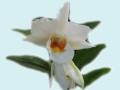 Красива Бяла Орхидея