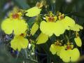 Жълти Орхидеи