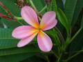 Pink Plumeria, Frangipani, Temple Tree