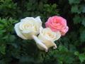 три красиви рози