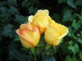 три жълти рози