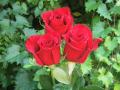 три червени рози