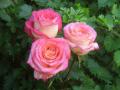 три розови рози