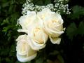 бели рози