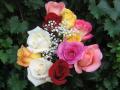 Rosas hermosas