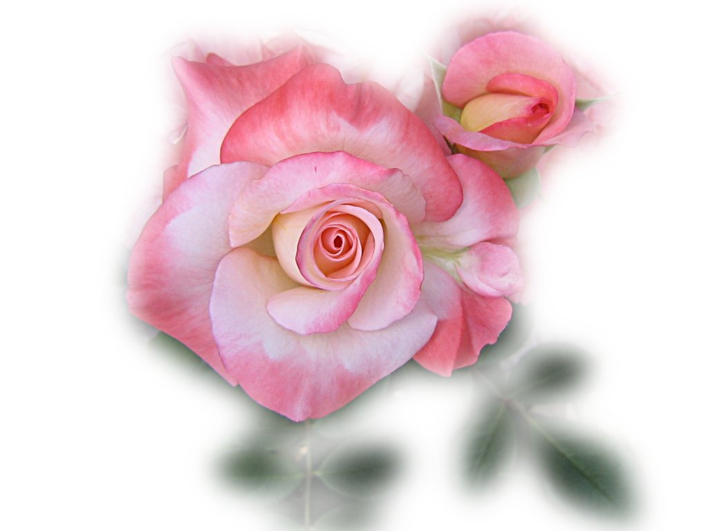 Colorful Roses desktop wallpaper