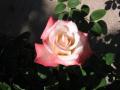 Красива роза