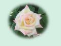 Colorful Rose Wallpapers