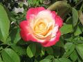 Colorful Rose Wallpapers