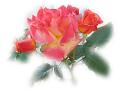 Красивые Многоцветные Розы - Обои - 1024x768