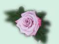 lilac color rose