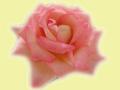 Peach Color Rose