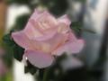 Красива Роза