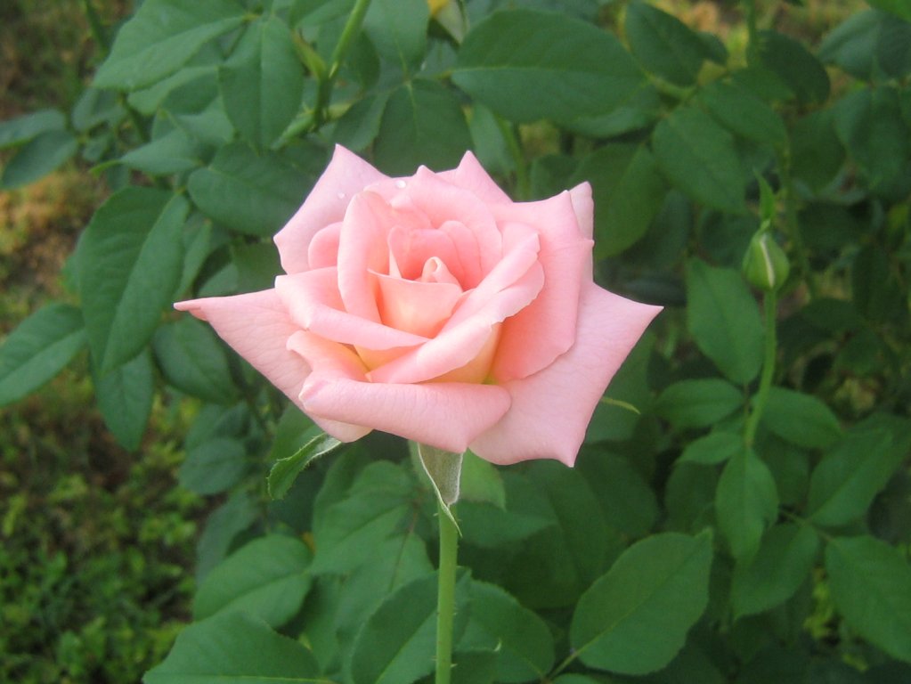 pink roses wallpaper