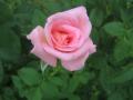 Розова Роза