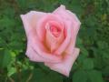 Розовая Роза - Oбои для рабочего стола 1024x768