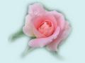 Розовая Роза - Oбои для рабочего стола 1024x768