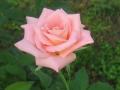 Розова Роза