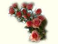 Spring flowers and blossoms