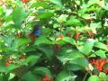 Jardin au printemps