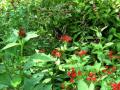 Jardin des papillons