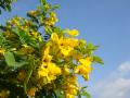 Floraison jaune d'Acacia