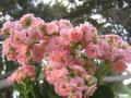 fleurs délicates