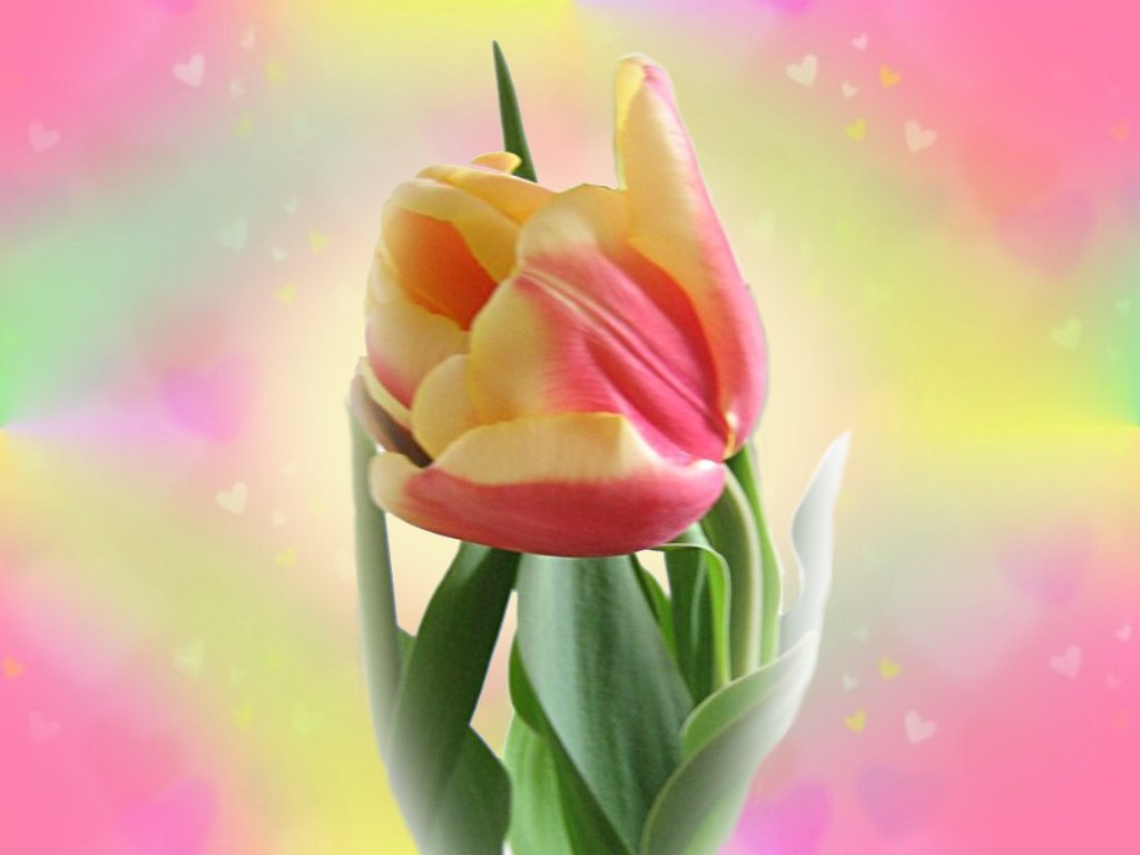 Spring flowers wallpaper. Tulip