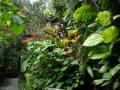Тропический Сад - Фото Пейзажи из Флориды