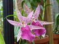 Orquídea exótica