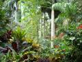 Tropical garden wallpapers