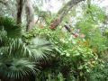 Тропический Сад - Фото Пейзажи из Флориды