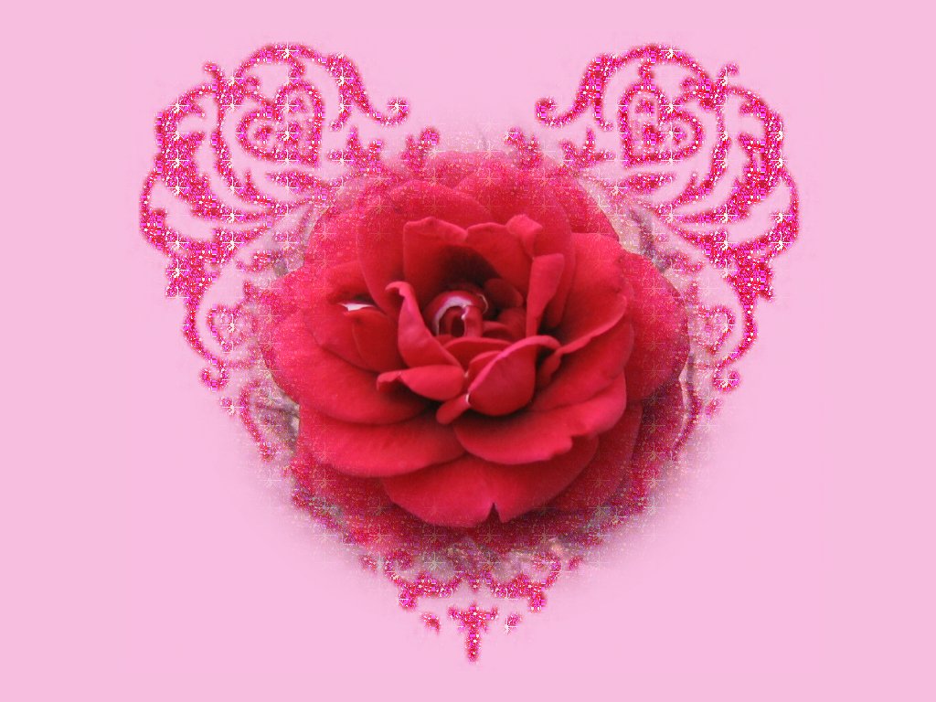 Valentine's Rose